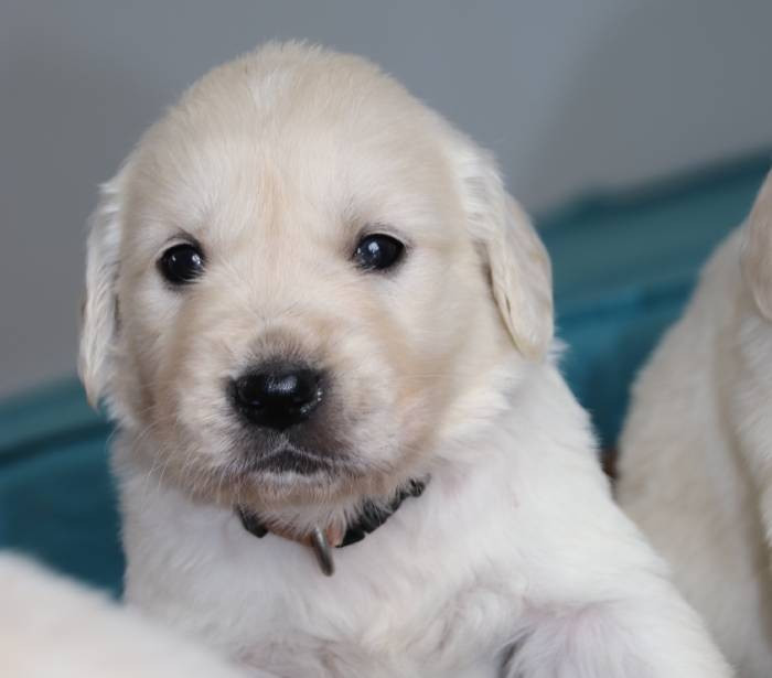 De La Lisardière - Chiots disponibles - Golden Retriever