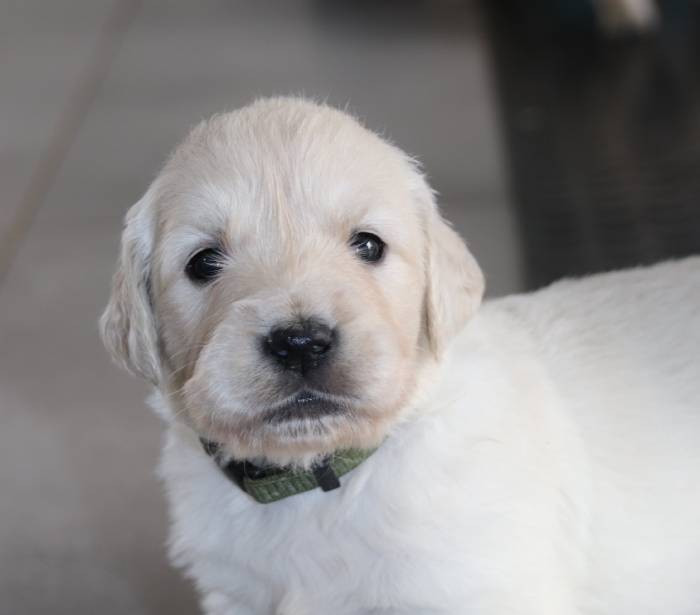 De La Lisardière - Chiots disponibles - Golden Retriever