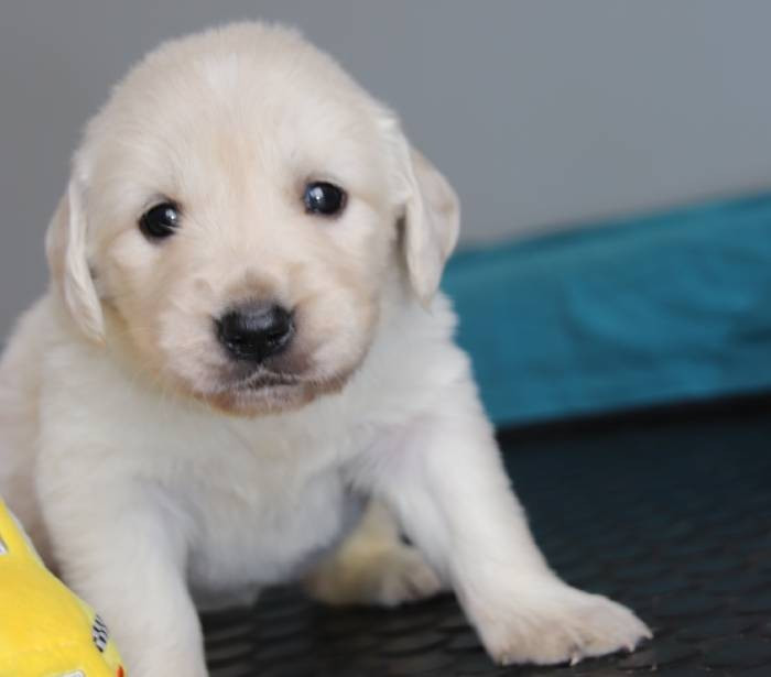 De La Lisardière - Chiots disponibles - Golden Retriever