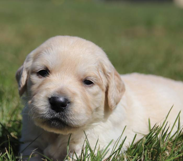 De La Lisardière - Chiots disponibles - Golden Retriever