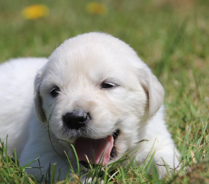 De La Lisardière - Chiots disponibles - Golden Retriever