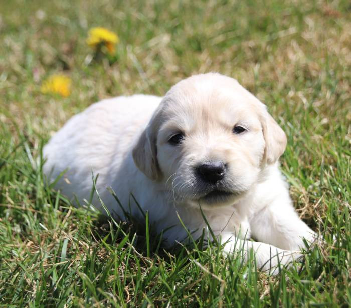 De La Lisardière - Chiots disponibles - Golden Retriever