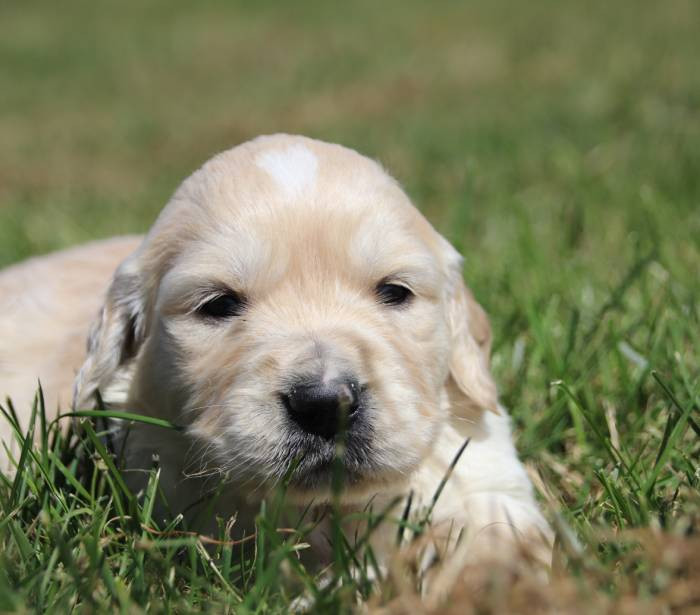 De La Lisardière - Chiots disponibles - Golden Retriever