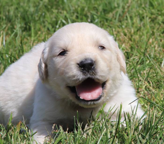 De La Lisardière - Chiots disponibles - Golden Retriever
