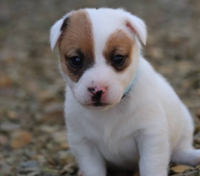 De La Lisardière - Chiots disponibles - Jack Russell Terrier