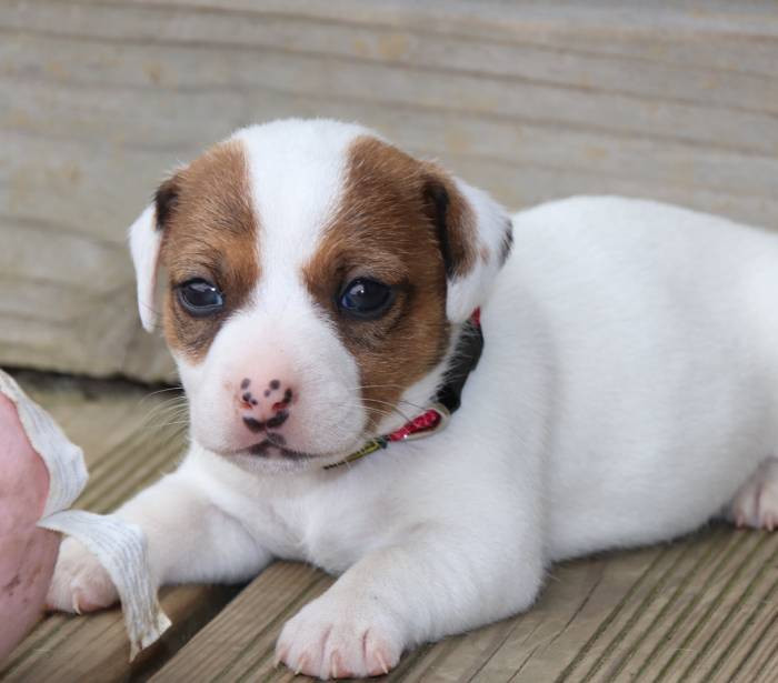 De La Lisardière - Chiots disponibles - Jack Russell Terrier