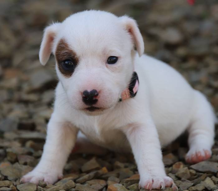 De La Lisardière - Chiots disponibles - Jack Russell Terrier