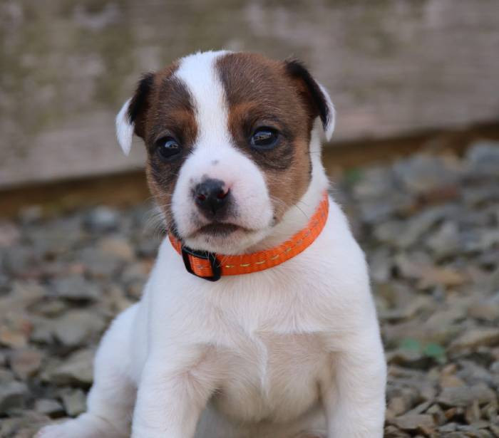 De La Lisardière - Chiots disponibles - Jack Russell Terrier