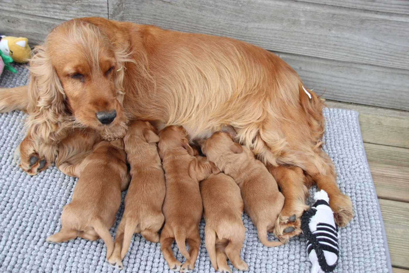 Chiot Cocker Spaniel Anglais De La Lisardière