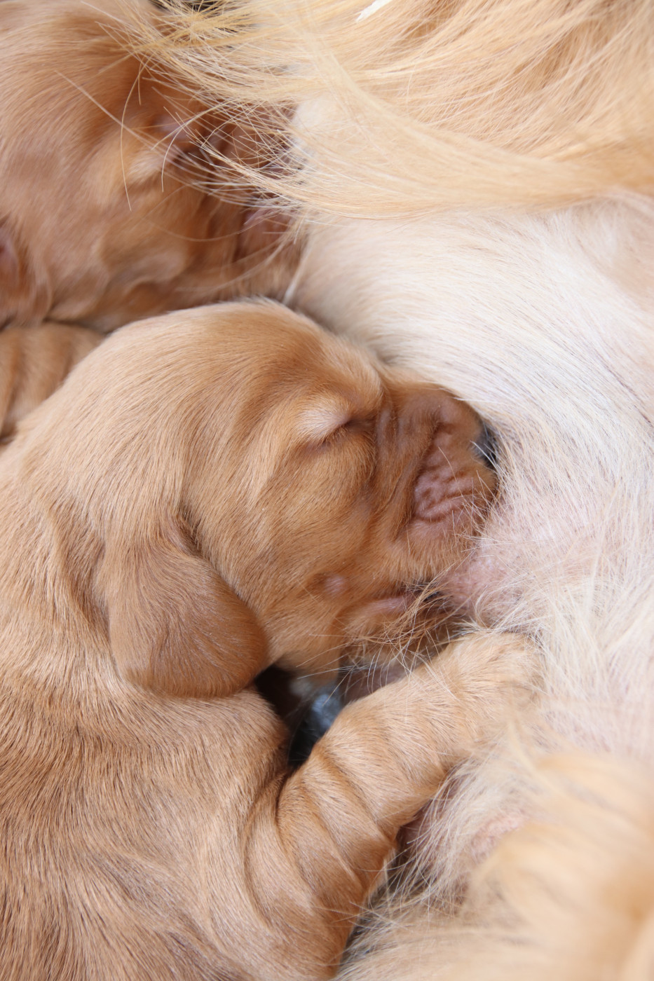 De La Lisardière - Chiots disponibles - Cocker Spaniel Anglais