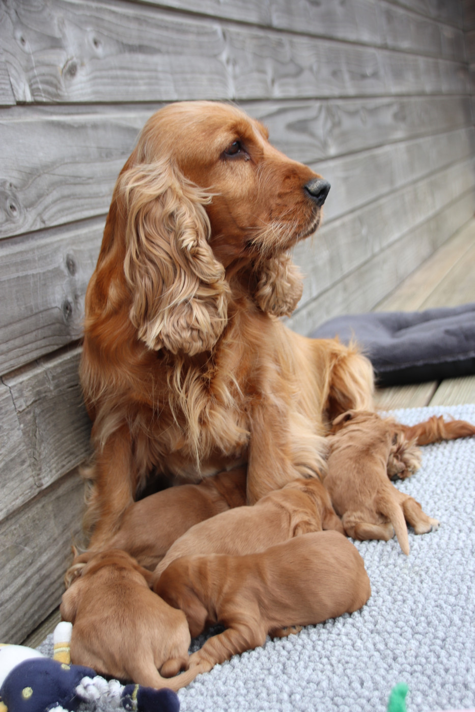 De La Lisardière - Chiots disponibles - Cocker Spaniel Anglais