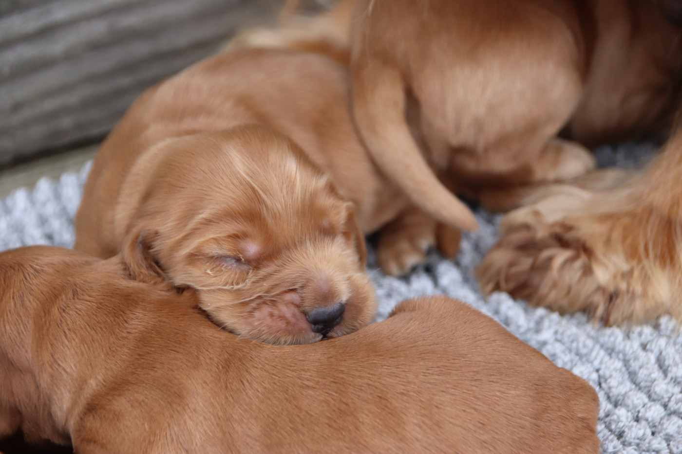 De La Lisardière - Chiots disponibles - Cocker Spaniel Anglais