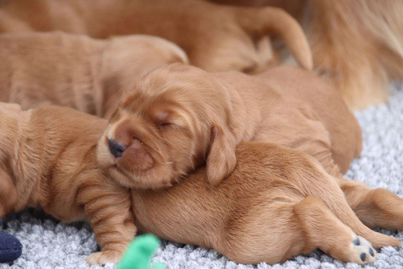 De La Lisardière - Chiots disponibles - Cocker Spaniel Anglais