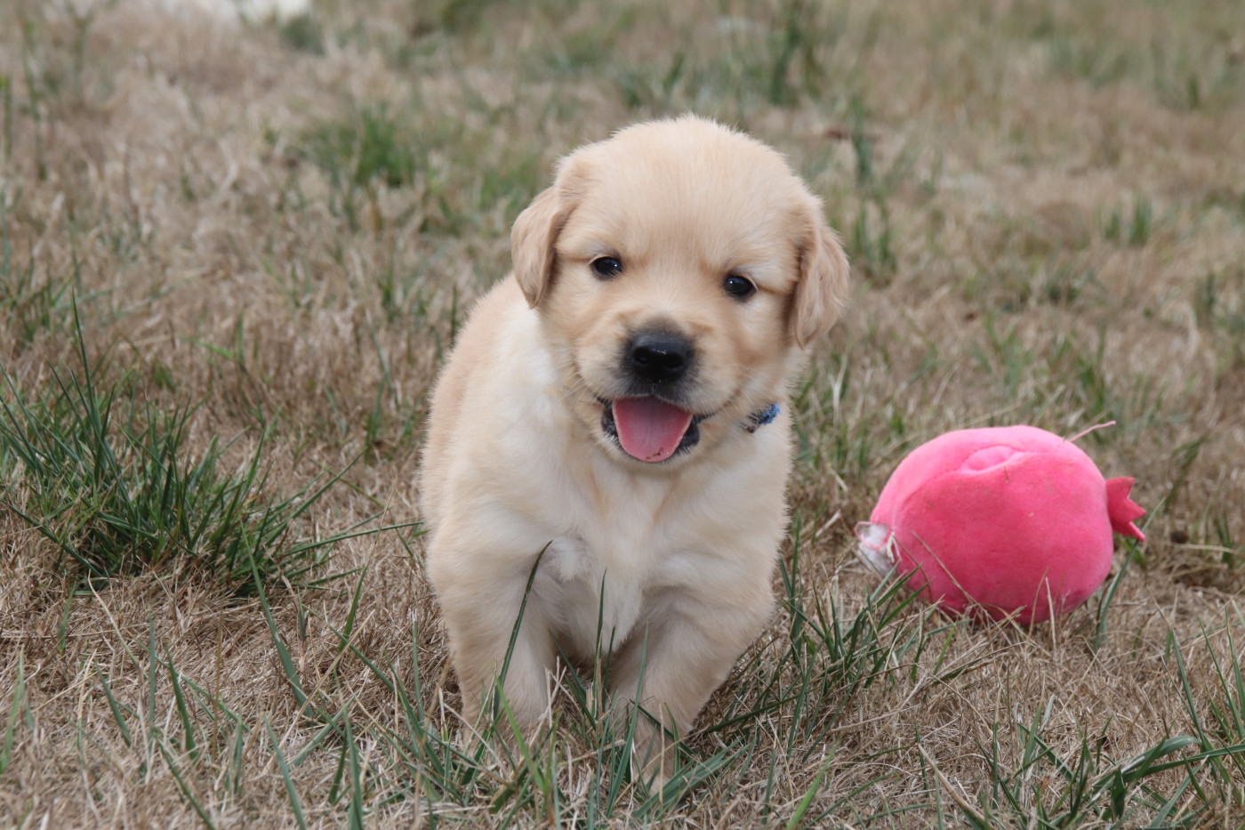 De La Lisardière - Chiots disponibles - Golden Retriever