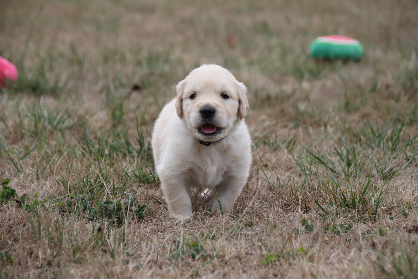 De La Lisardière - Chiots disponibles - Golden Retriever