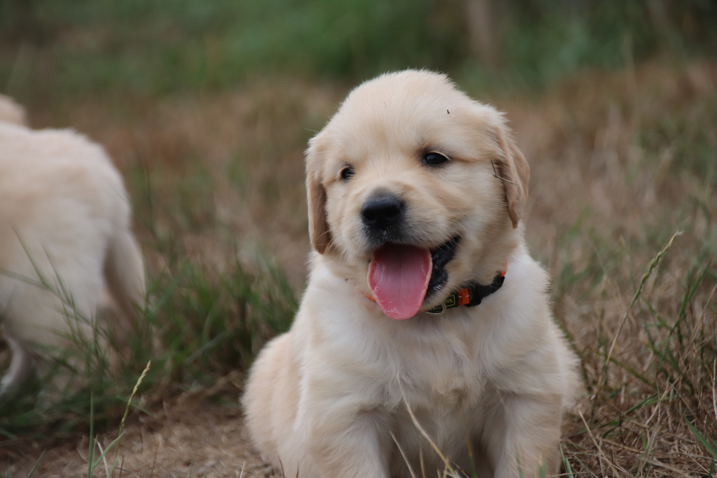 De La Lisardière - Chiots disponibles - Golden Retriever