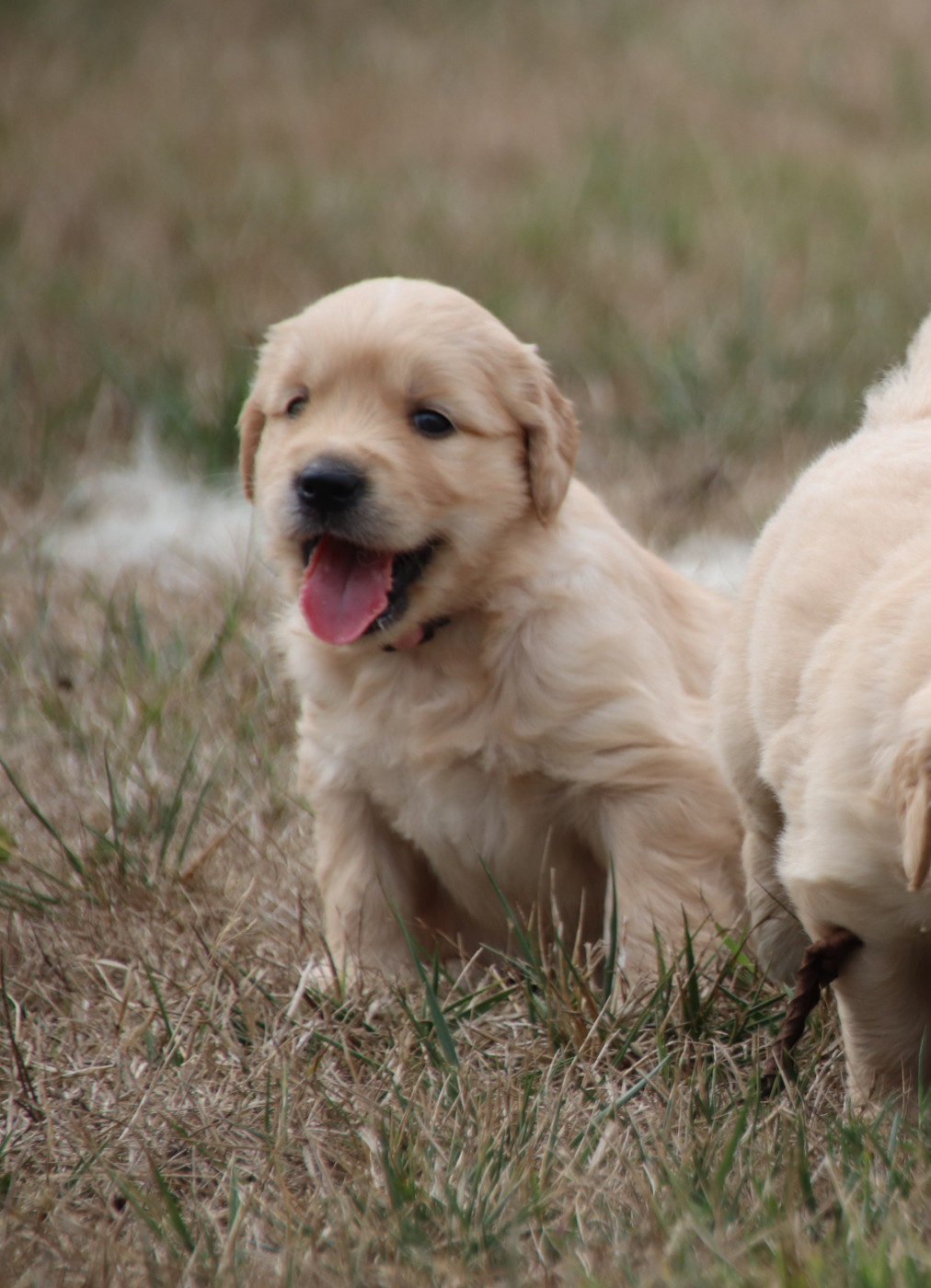 De La Lisardière - Chiots disponibles - Golden Retriever