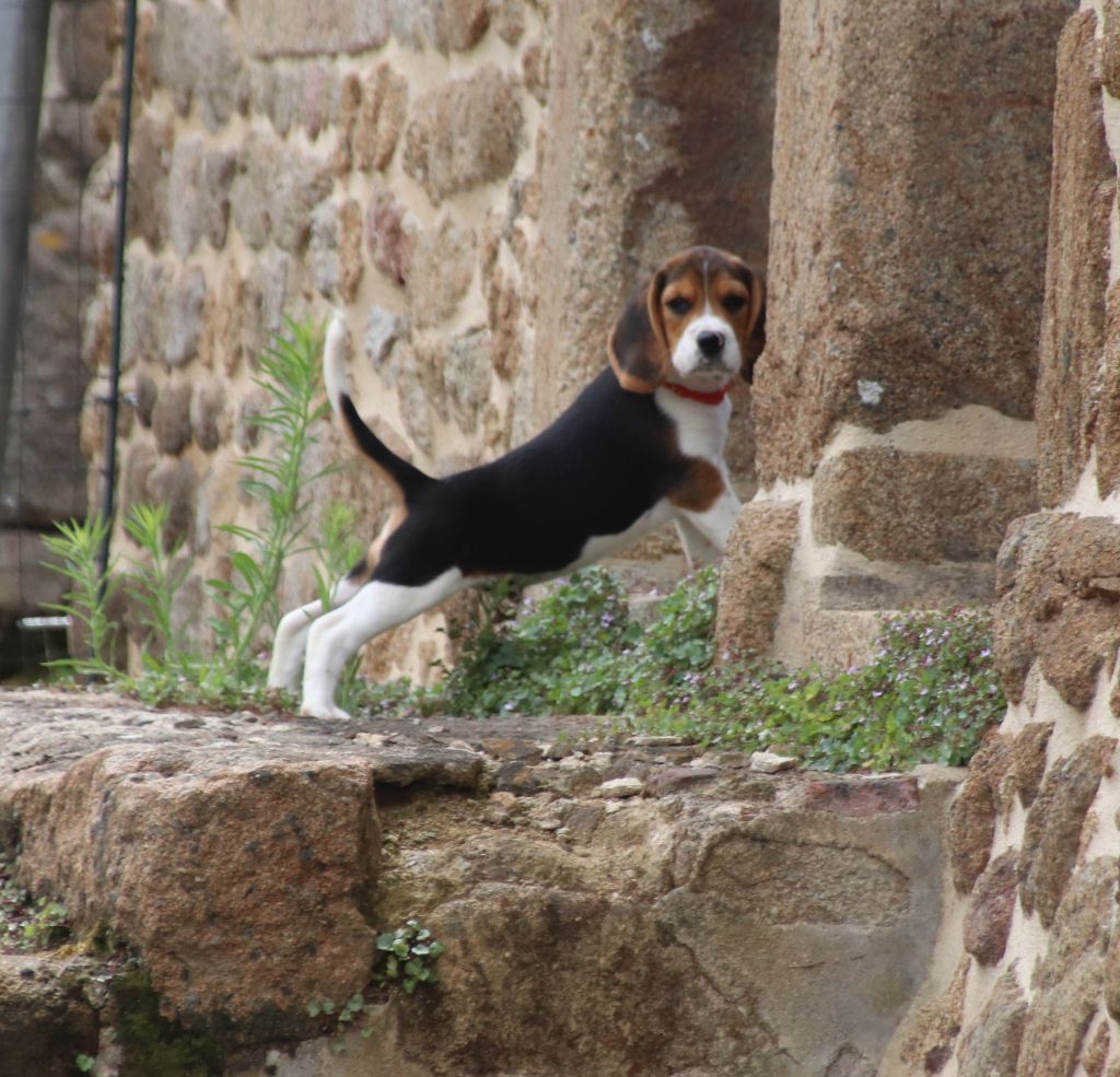 De La Lisardière - Chiots disponibles - Beagle