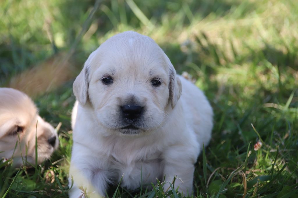 De La Lisardière - Chiots disponibles - Golden Retriever