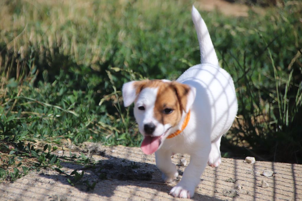 De La Lisardière - Chiots disponibles - Jack Russell Terrier
