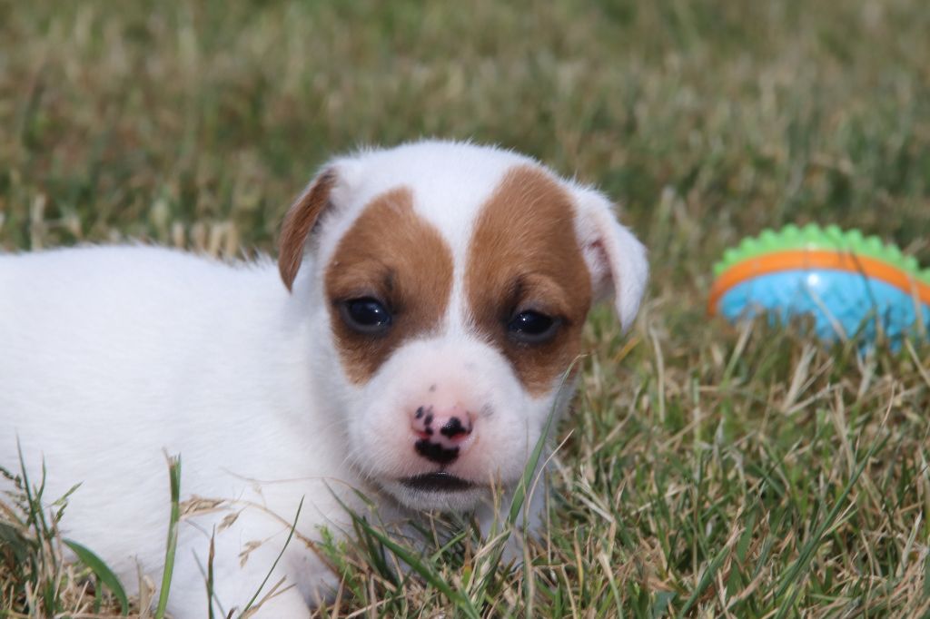 De La Lisardière - Chiots disponibles - Jack Russell Terrier