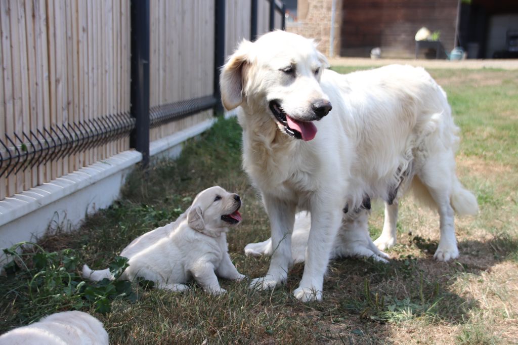 Chiot Golden Retriever De La Lisardière