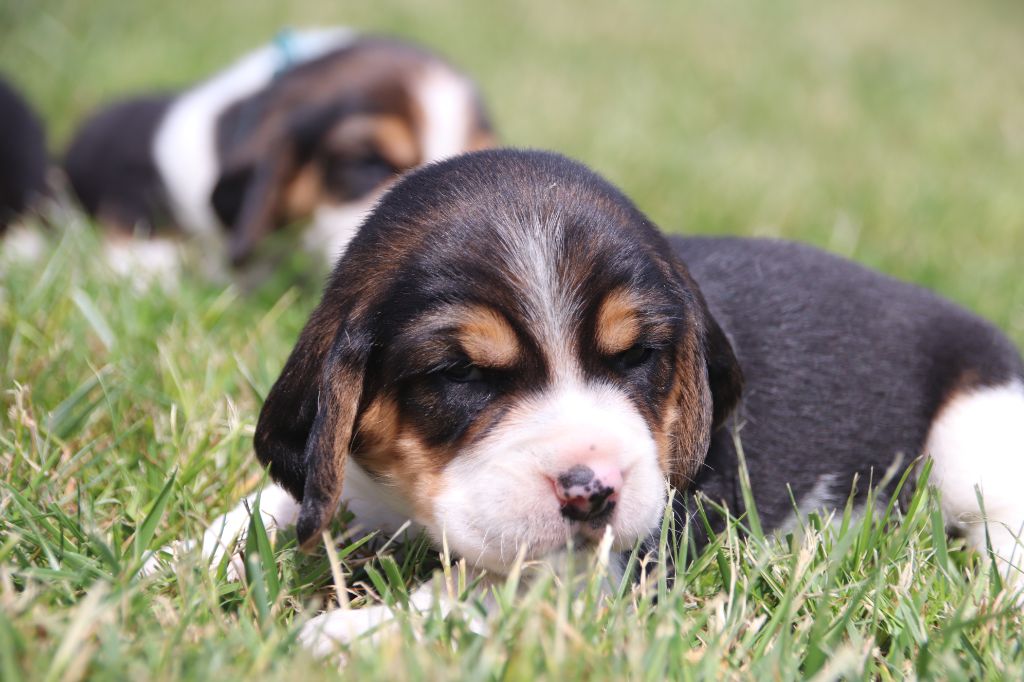 De La Lisardière - Chiots disponibles - Beagle