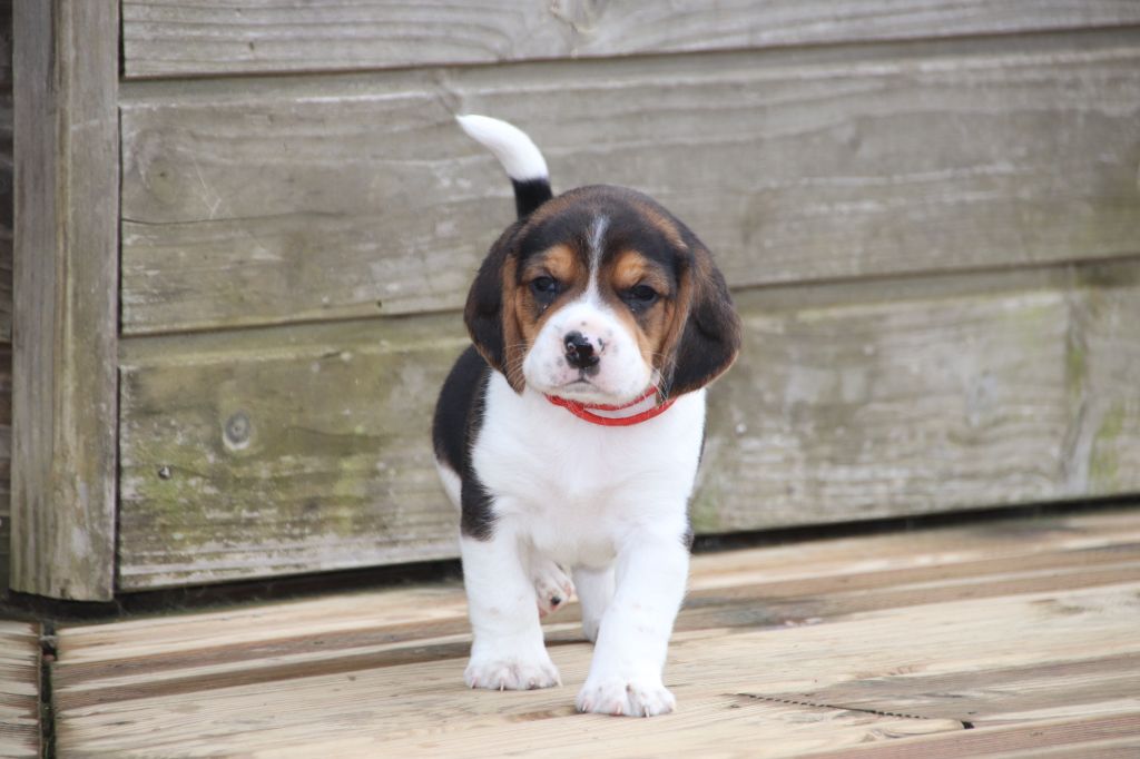 De La Lisardière - Chiots disponibles - Beagle