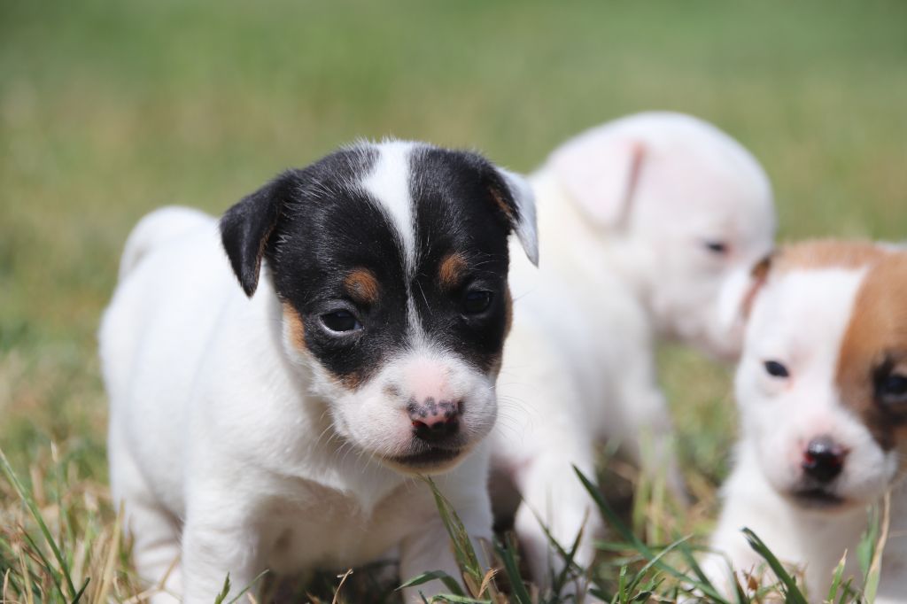 De La Lisardière - Chiots disponibles - Jack Russell Terrier