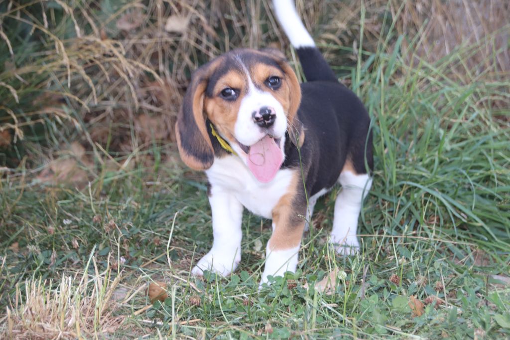 De La Lisardière - Chiots disponibles - Beagle
