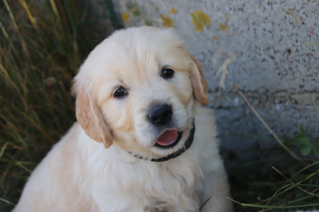 De La Lisardière - Chiots disponibles - Golden Retriever