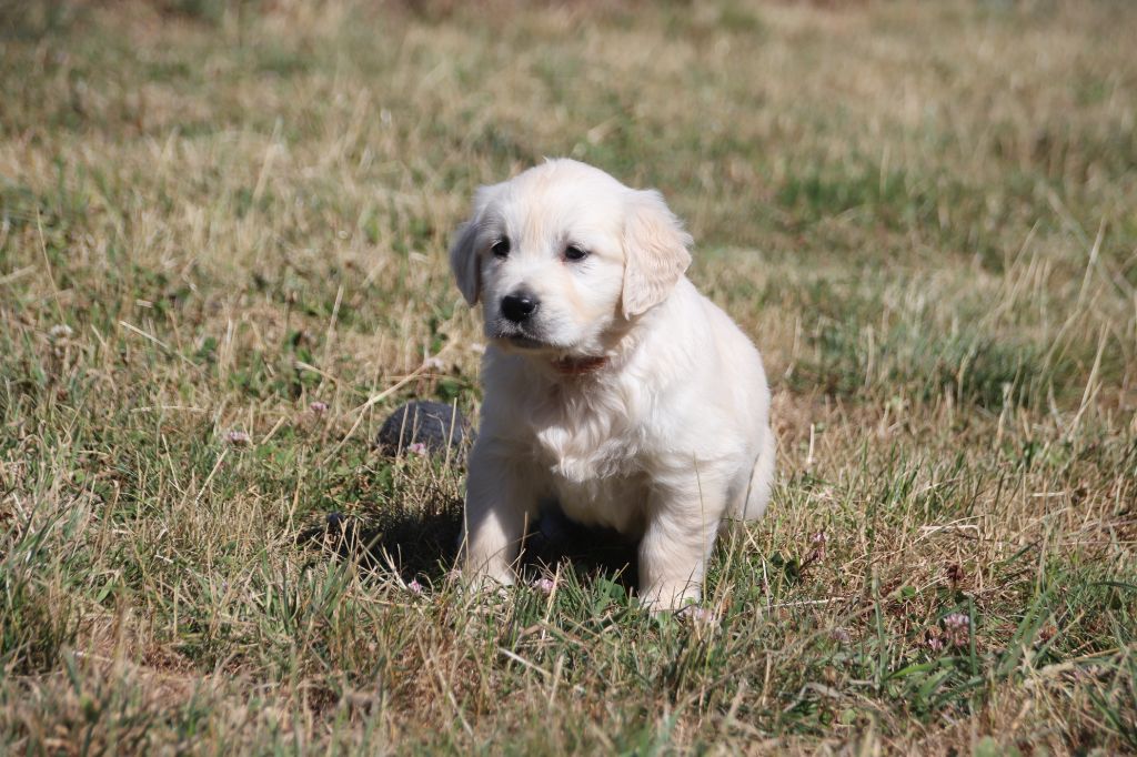 De La Lisardière - Chiots disponibles - Golden Retriever