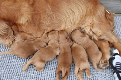 Chiot N°1