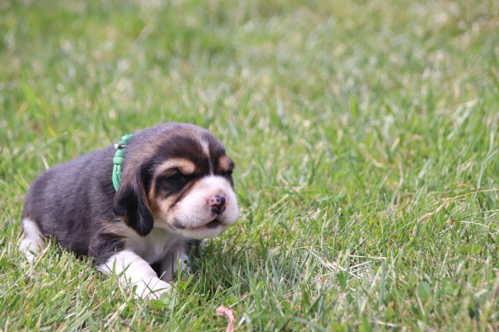 De La Lisardière - Chiots disponibles - Beagle