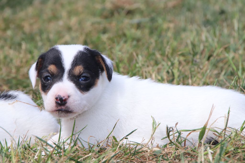 De La Lisardière - Chiots disponibles - Jack Russell Terrier