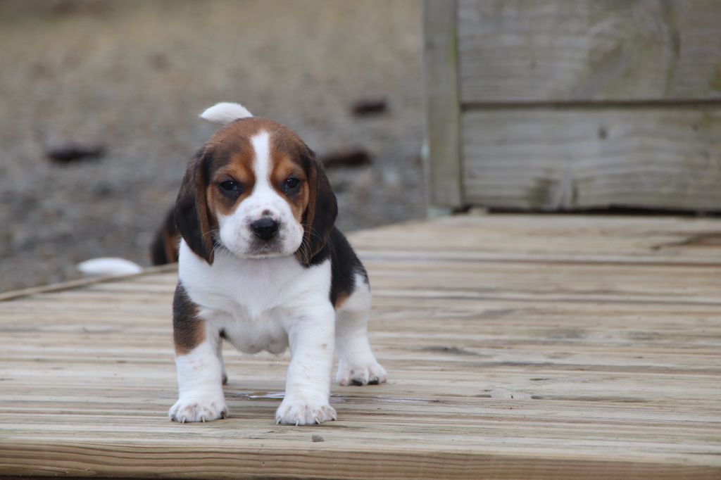 De La Lisardière - Chiots disponibles - Beagle