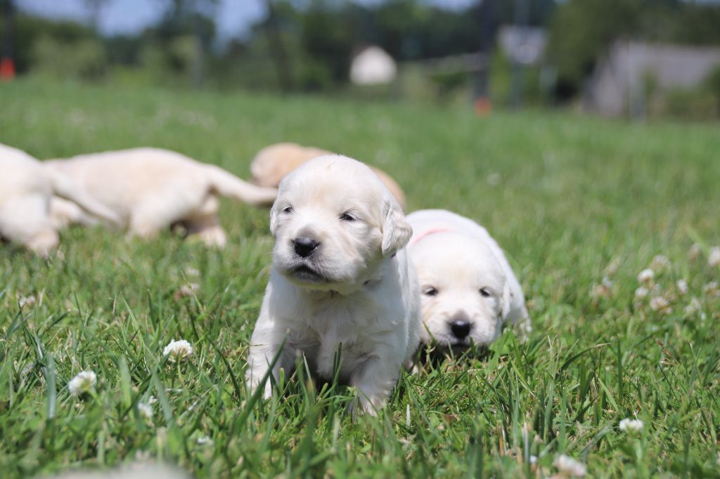 De La Lisardière - Chiots disponibles - Golden Retriever