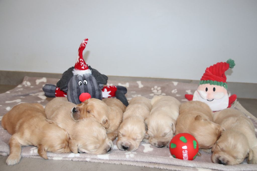 Chiot Golden Retriever De La Lisardière