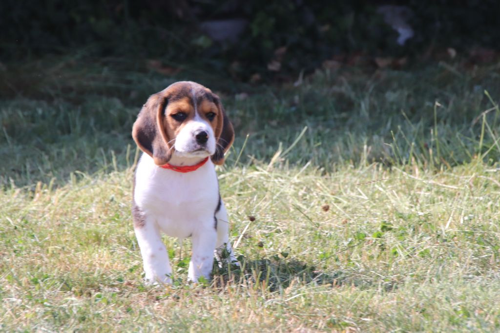 De La Lisardière - Chiots disponibles - Beagle