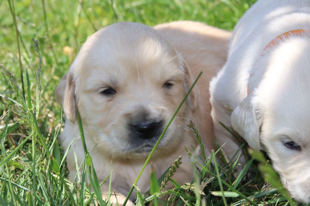 De La Lisardière - Chiots disponibles - Golden Retriever