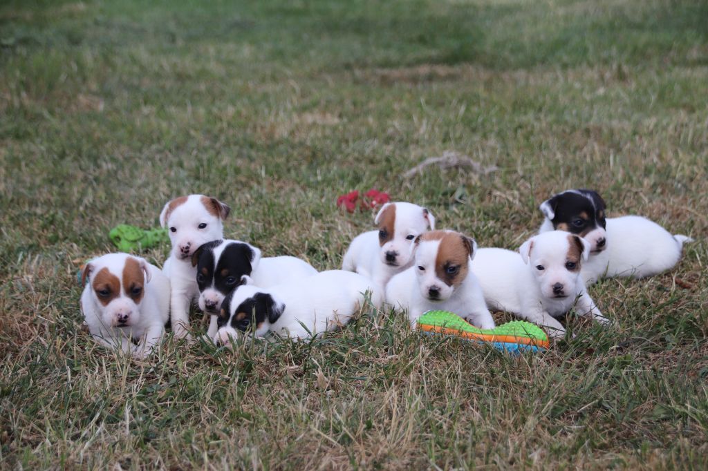 De La Lisardière - Jack Russell Terrier - Portée née le 05/05/2025
