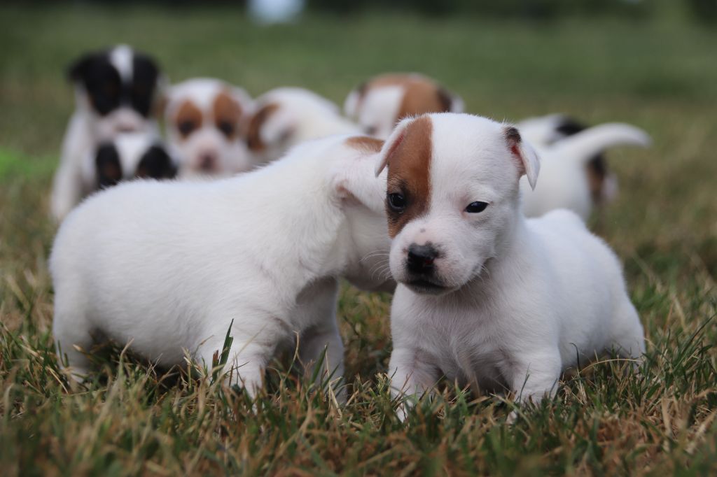 De La Lisardière - Chiots disponibles - Jack Russell Terrier