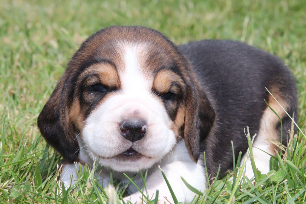 De La Lisardière - Chiots disponibles - Beagle