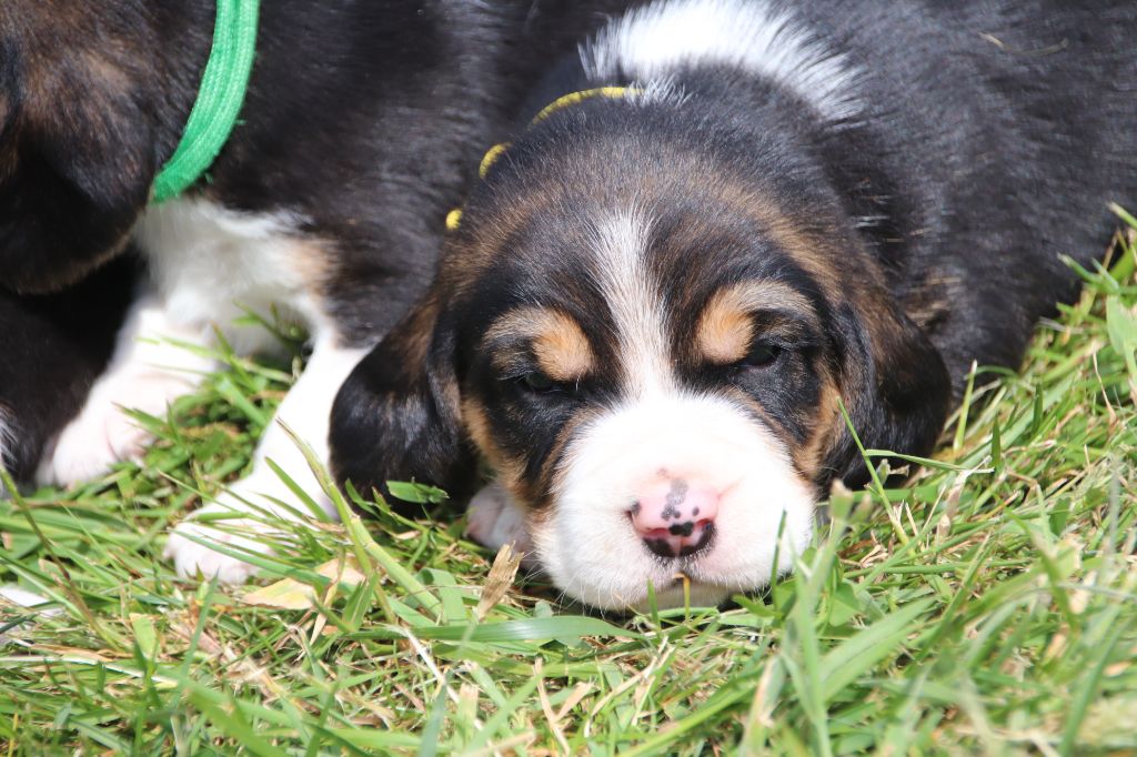 De La Lisardière - Chiots disponibles - Beagle