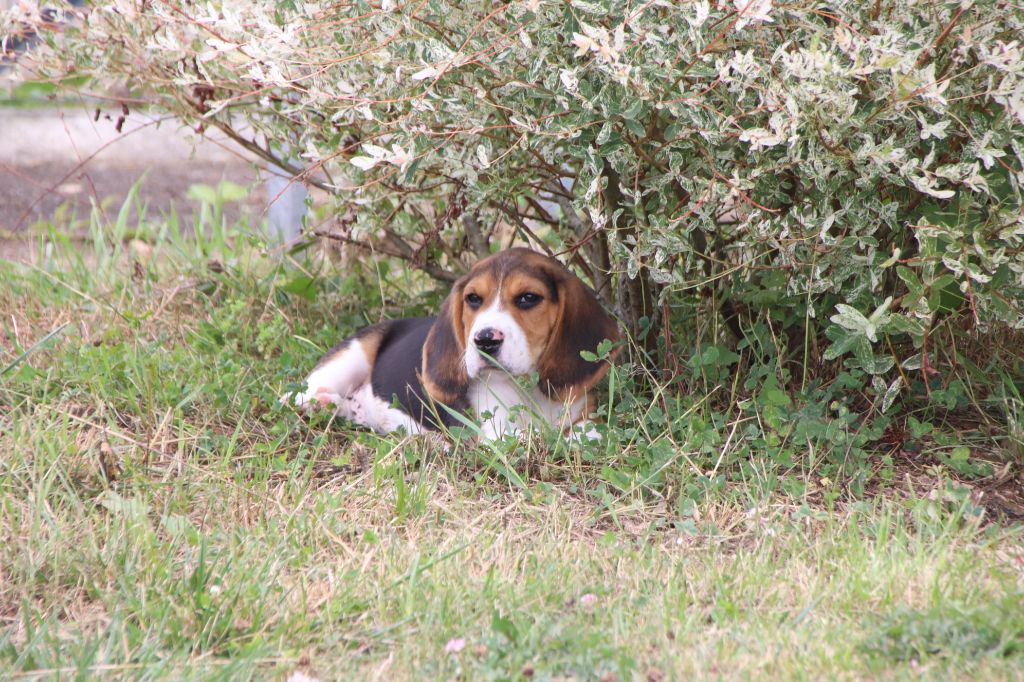 De La Lisardière - Chiots disponibles - Beagle