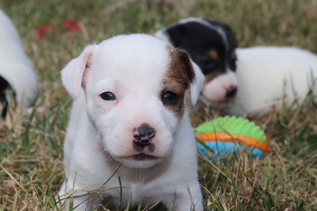 De La Lisardière - Chiots disponibles - Jack Russell Terrier