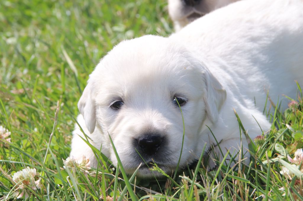 De La Lisardière - Chiots disponibles - Golden Retriever