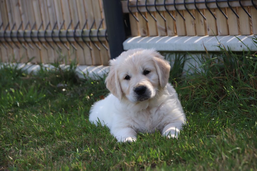 De La Lisardière - Chiots disponibles - Golden Retriever