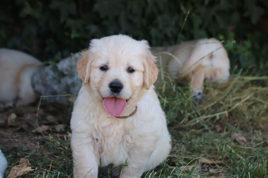 De La Lisardière - Chiots disponibles - Golden Retriever