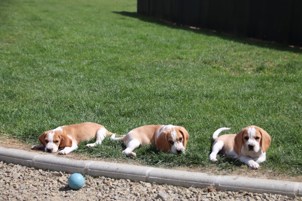 Chiot Beagle De La Lisardière